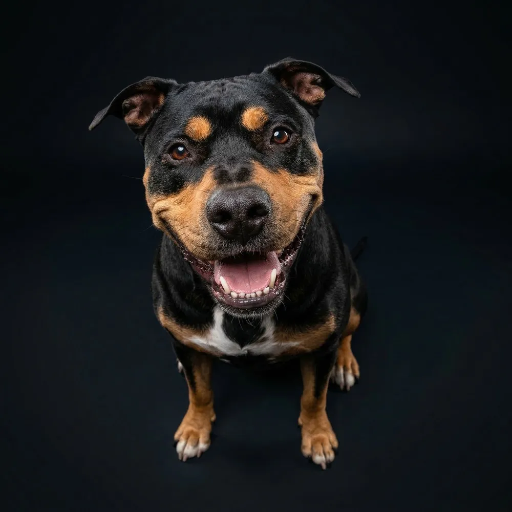 Negra — Company Dog at Scafa Thermoforming GmbH